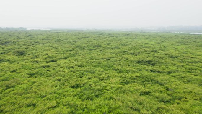 湛江红树林附近湿地的航拍