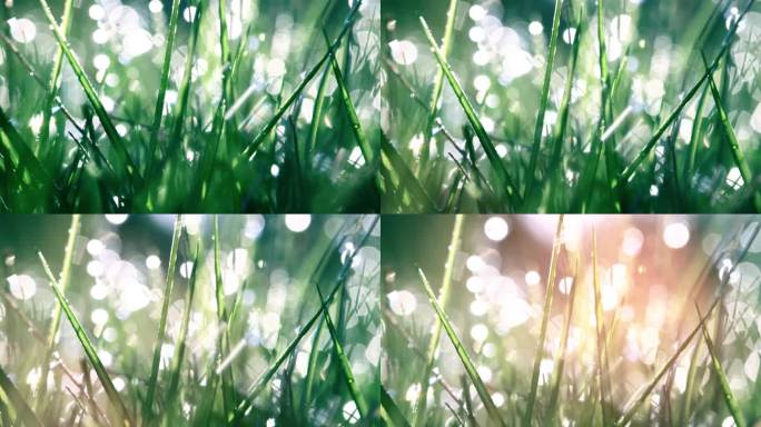 清晨带露珠的绿草阳光明媚光影草丛逆光丁达
