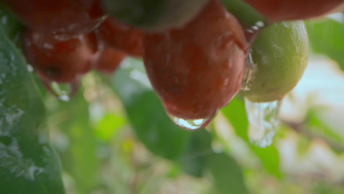 乡村振兴农业种植视频果园咖啡果水滴特写