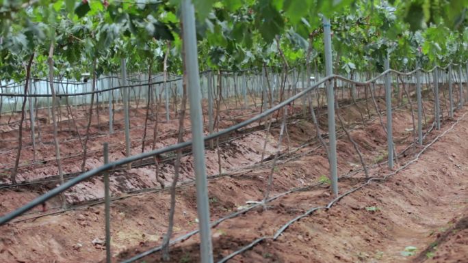 乡村振兴农业种植视频葡萄果园大棚滴灌技术