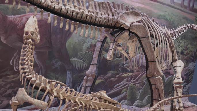 自然博物馆恐龙化石骨骼