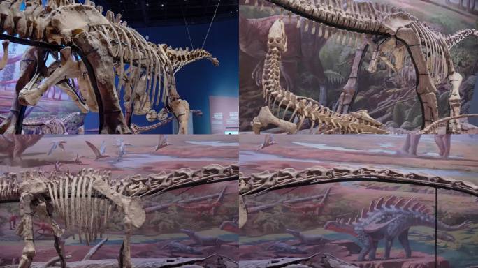 自然博物馆恐龙化石骨骼