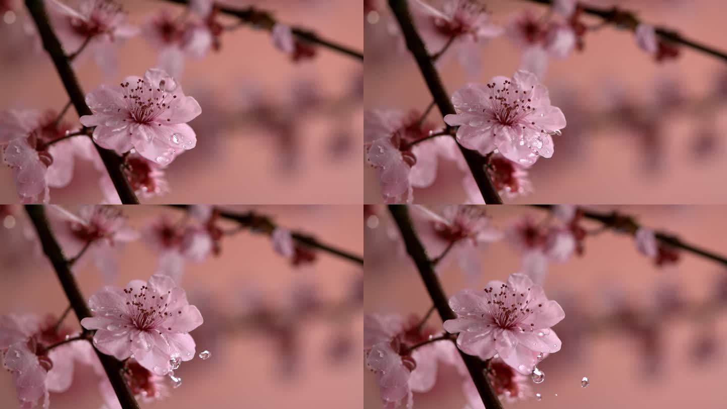 樱花 花瓣 水滴 雨滴