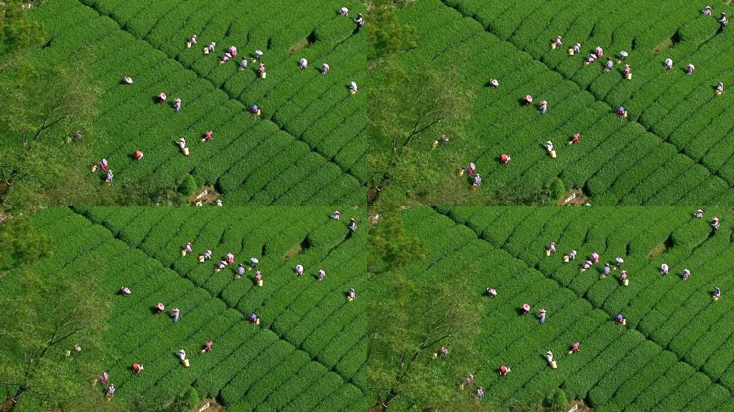 茶场 采茶 茶叶 有机茶场 绿色