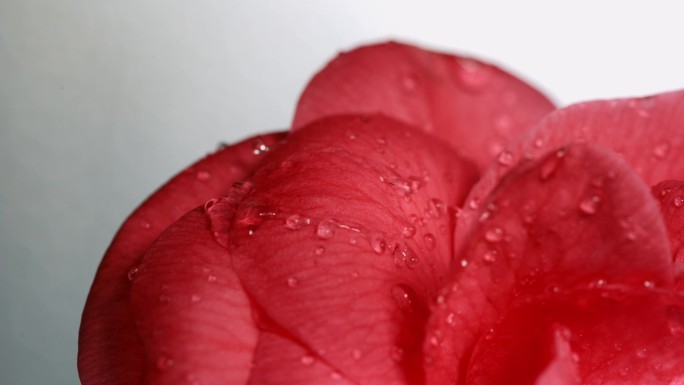 水滴在花瓣上 玫瑰 茶花 山茶花