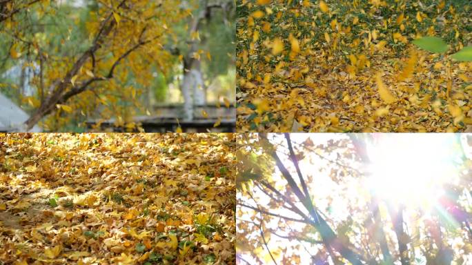 秋天落叶升格慢动作