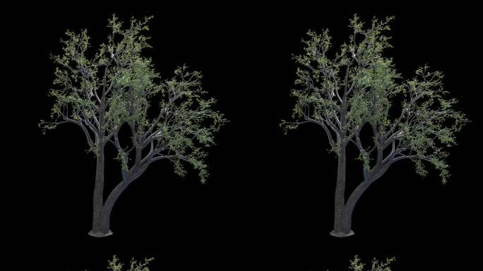 4K 树 透明通道
