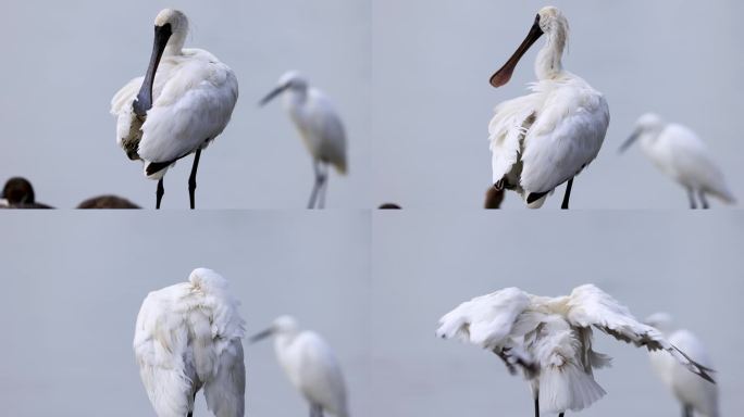深圳湾红树林保护区黑脸琵鹭清理羽毛（二）