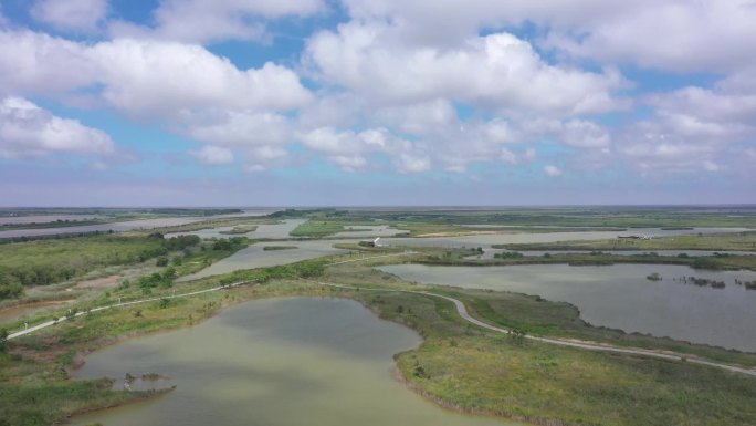 黄海湿地丹顶鹤保护区航拍