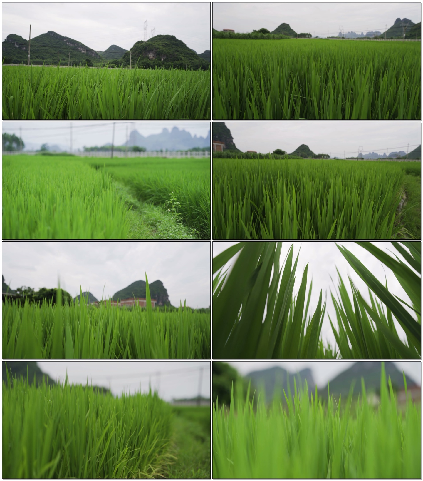 禾苗水稻绿色生态
