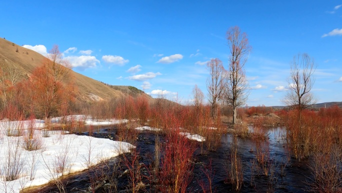 早春小河溪流红柳雪景