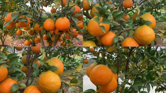 美丽乡村桔子柑橘耙耙柑成熟的果实芦柑