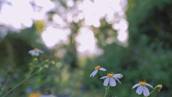花草植物微风阳光洒在花上虚焦