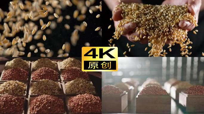 4K白酒高粱小麦粮食丰收谷物慢镜头酿造