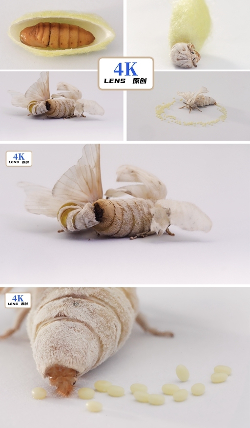 蚕蛹孵化蚕蛾交配产卵实拍视频