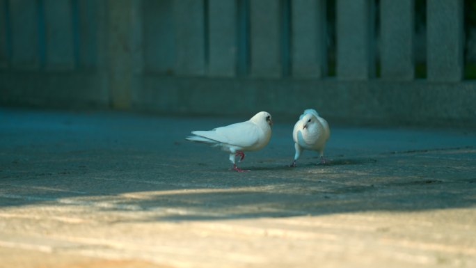 觅食中争斗的白色和平鸽