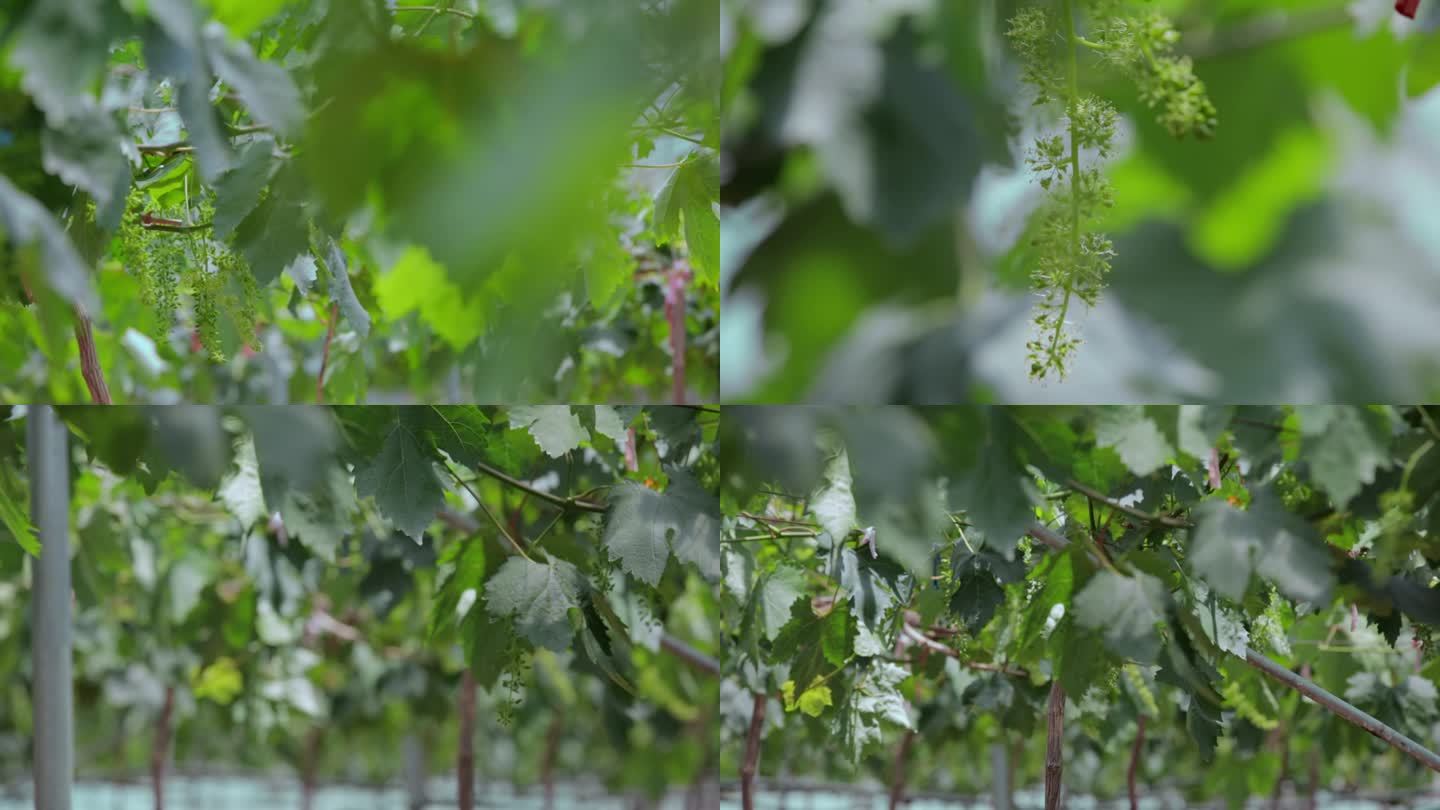 乡村振兴农业种植视频葡萄果园大棚绿叶