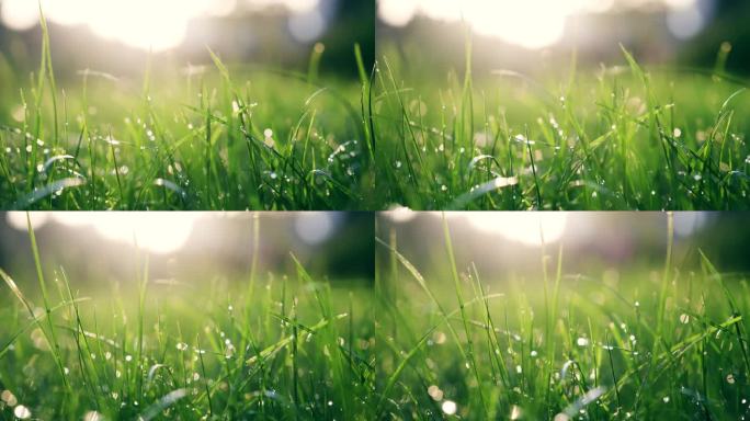 晨露中的绿草清晨露水阳光绿色生态草地