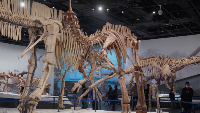 博物馆恐龙化石展览展示