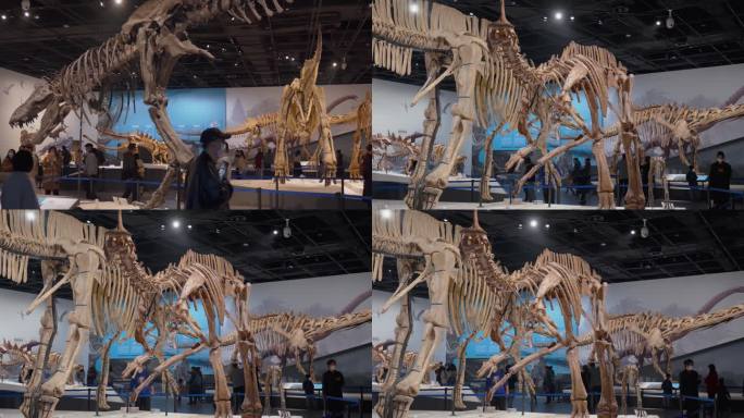 博物馆恐龙化石展览展示