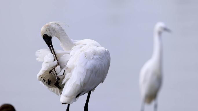深圳湾红树林保护区黑脸琵鹭清理羽毛（一）