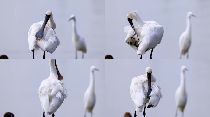 深圳湾红树林保护区黑脸琵鹭清理羽毛（一）