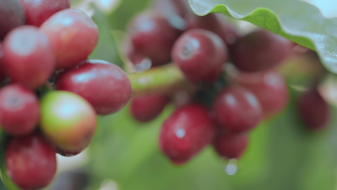 乡村振兴农业种植果园咖啡果水珠特写镜头