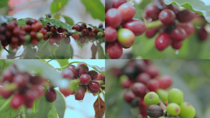 乡村振兴农业种植果园咖啡果水珠特写镜头