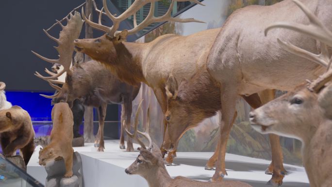 自然博物馆内各种鹿的标本塑像