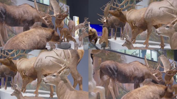 自然博物馆内各种鹿的标本塑像