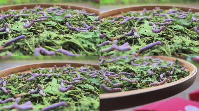 农场农业畜牧纺织桑叶蚕