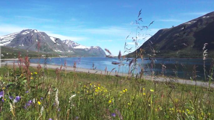 挪威北部海上和山区的野花草甸