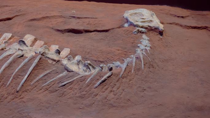 挖掘出的恐龙化石