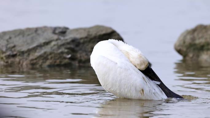 深圳湾红树林保护区黑脸琵鹭洗澡（二）