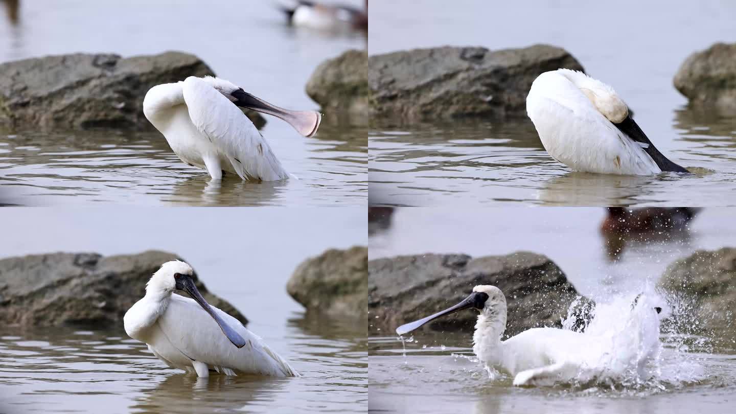 深圳湾红树林保护区黑脸琵鹭洗澡（二）