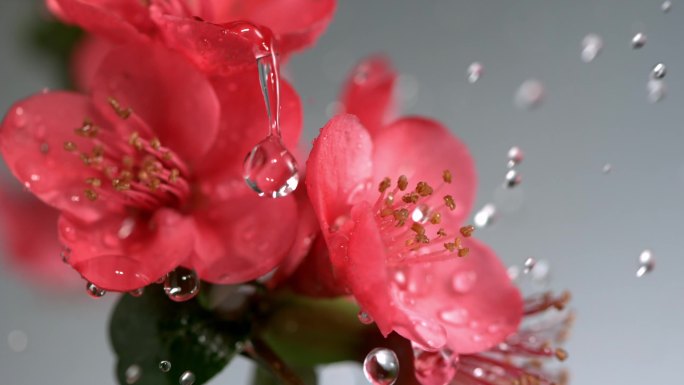 雨滴在腊梅 自然 水滴 花朵