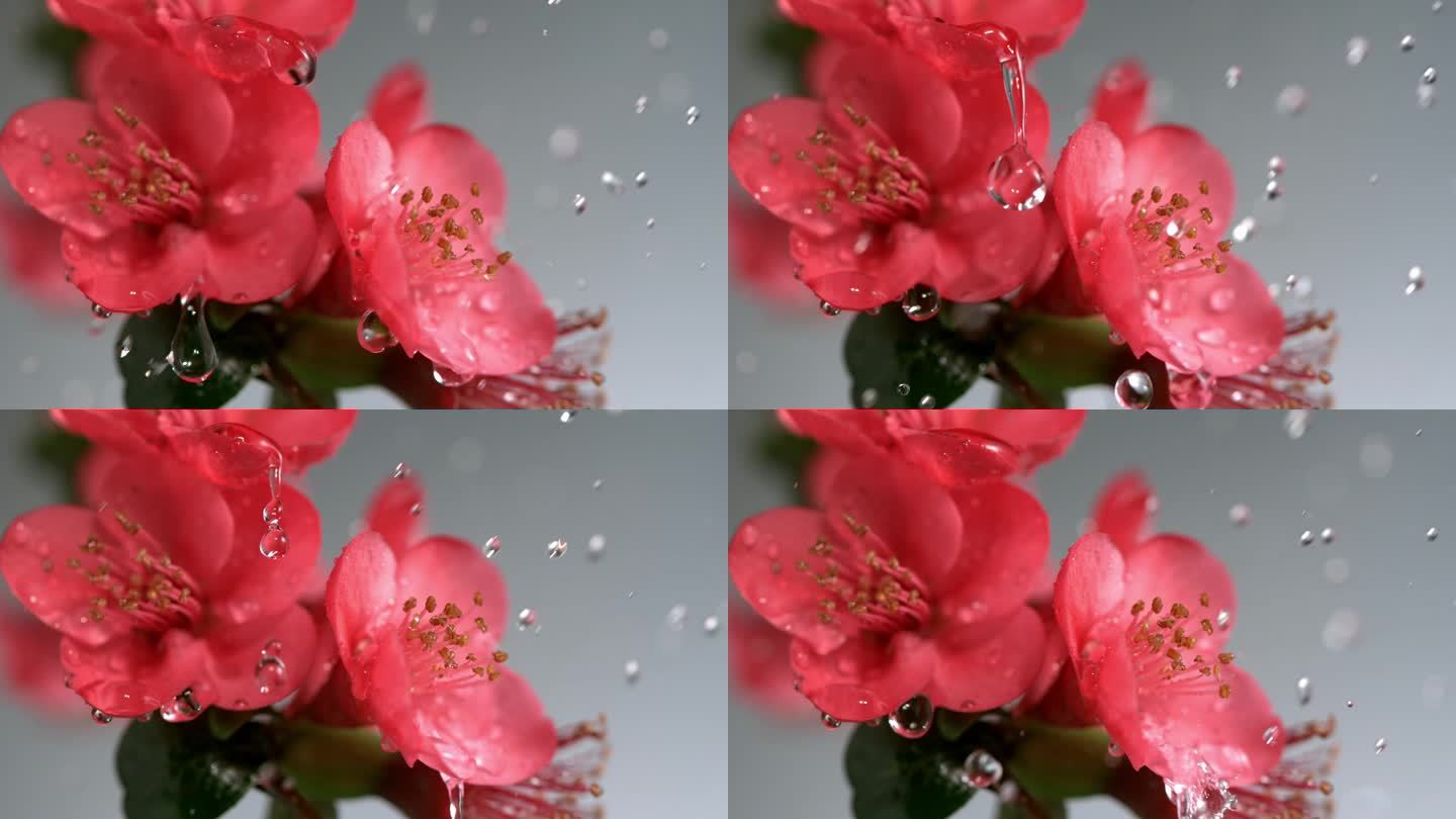 雨滴在腊梅 自然 水滴 花朵