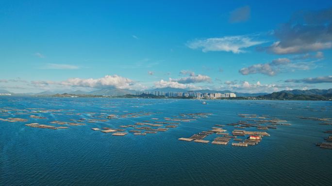 航拍深圳湾香港生蚝养殖场