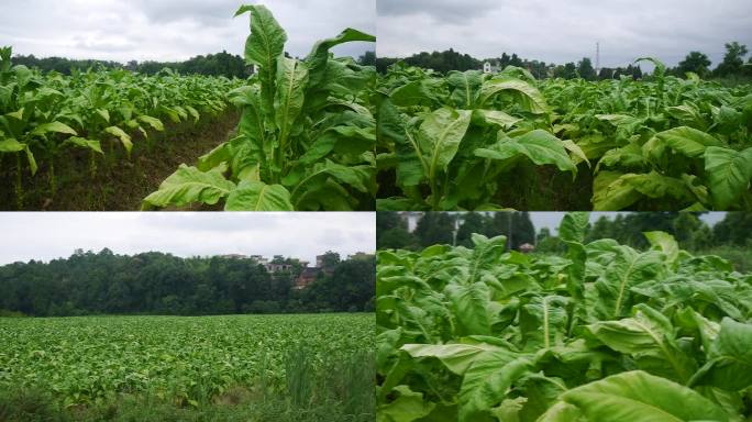 航拍烤烟种植基地 烤烟种植 烟叶种植