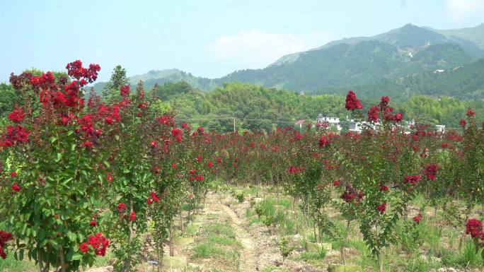 紫薇花苗木基地