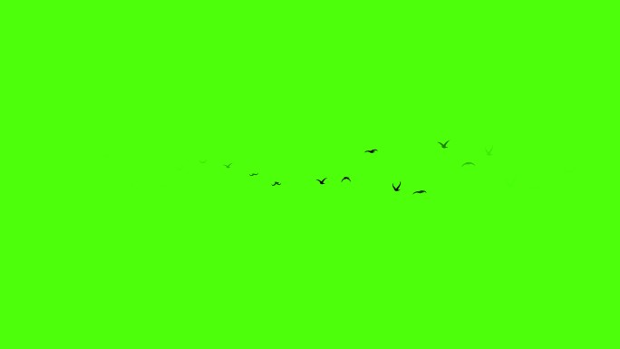 中国风飞鸟群迁徙循环绿幕抠像2