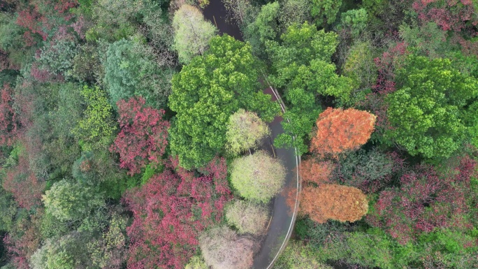 4K秋天的公路-红叶秋景树林航拍