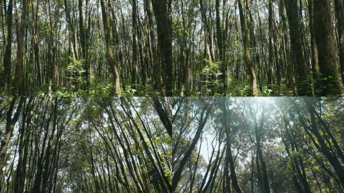 森林视频野外山上茂密树林