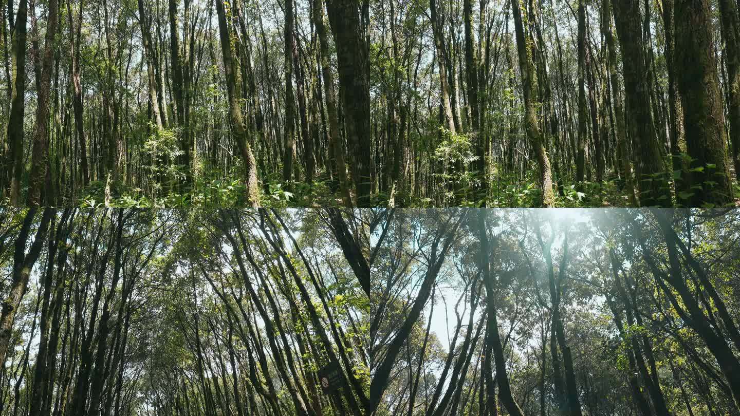 森林视频野外山上茂密树林