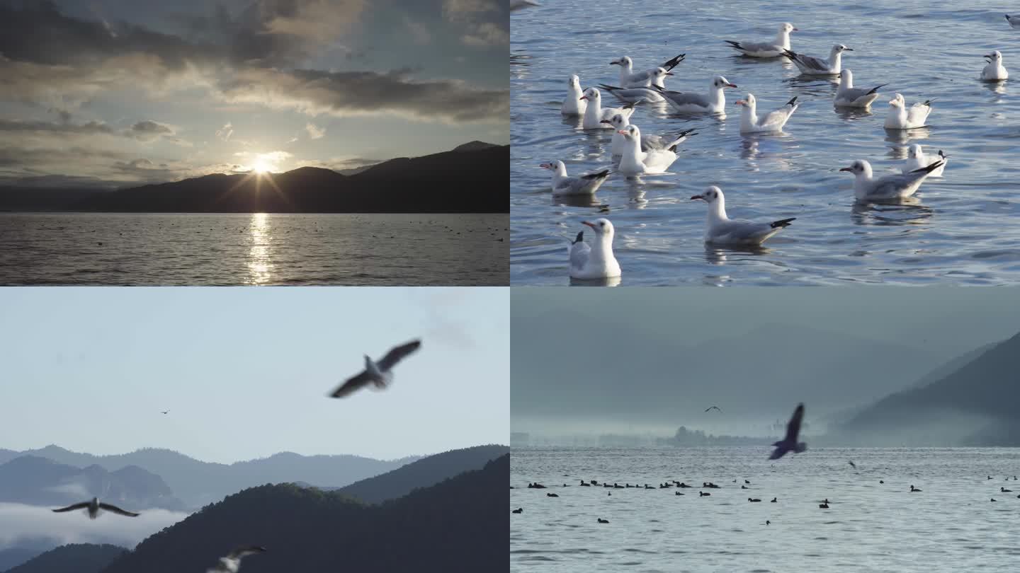 云南泸沽湖海鸥