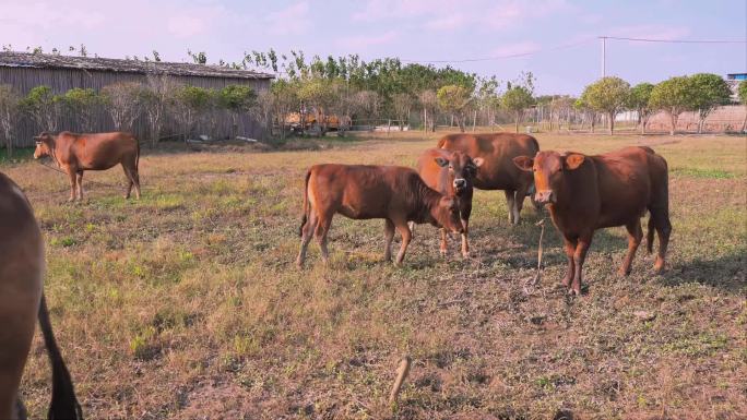 农场动物牲畜牛