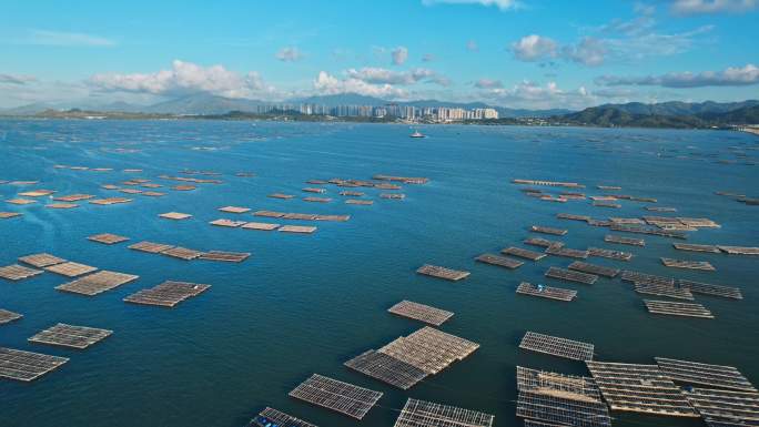 航拍深圳湾香港生蚝养殖场