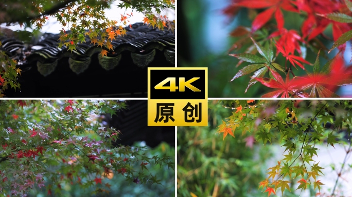 秋季寒露雨后红叶露水