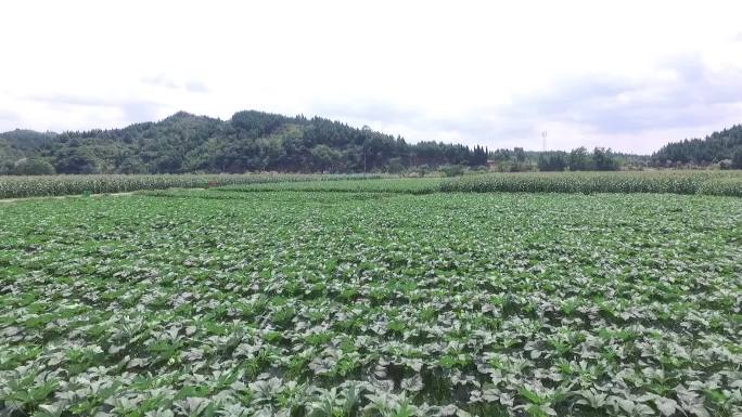 航拍茄子种植 蔬菜茄子产业 茄子大片种植