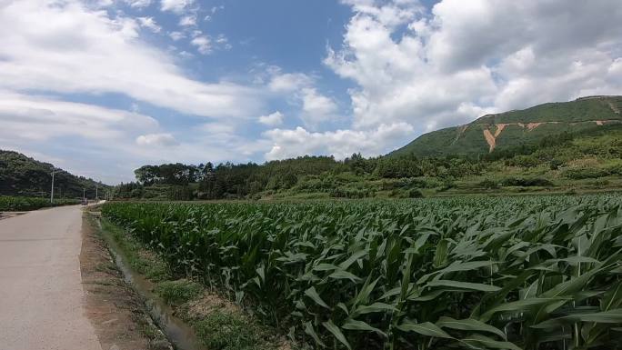 乡村玉米种植 湖南玉米种植 棒子种植